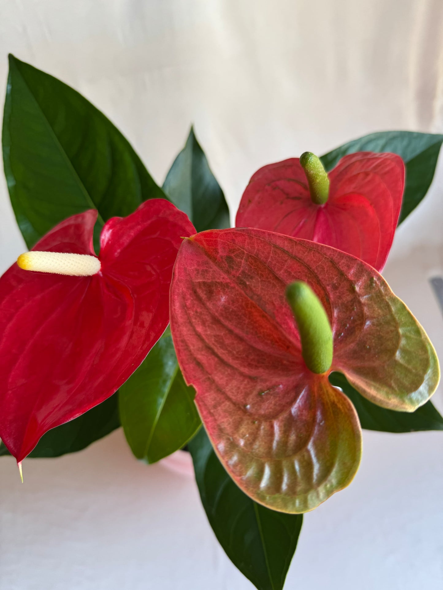 Anturios rojos Mamá con pieza blanco terrazo Tahua pottery