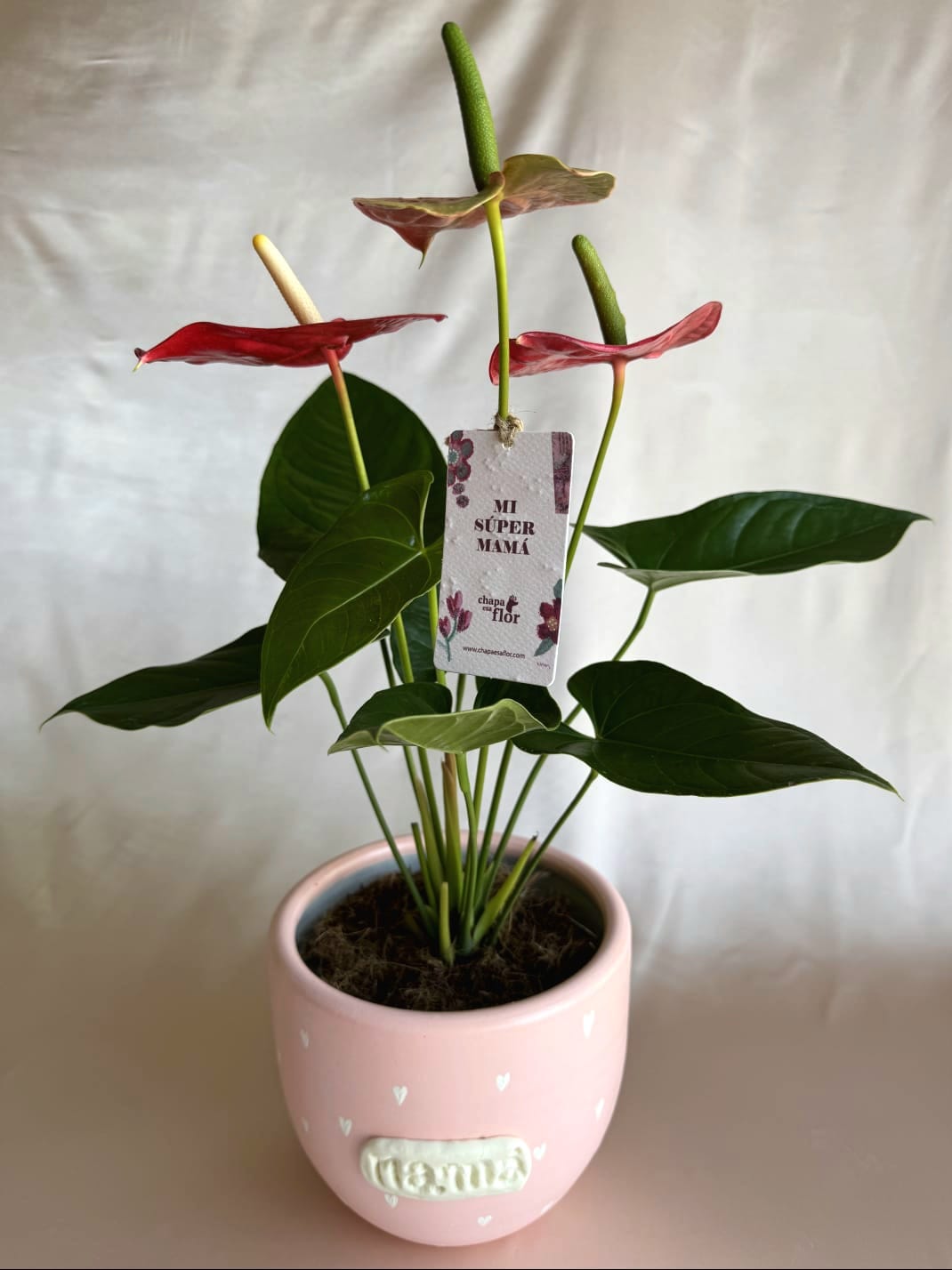 Anturios rojos con pieza Mamá de Macarenomacetas