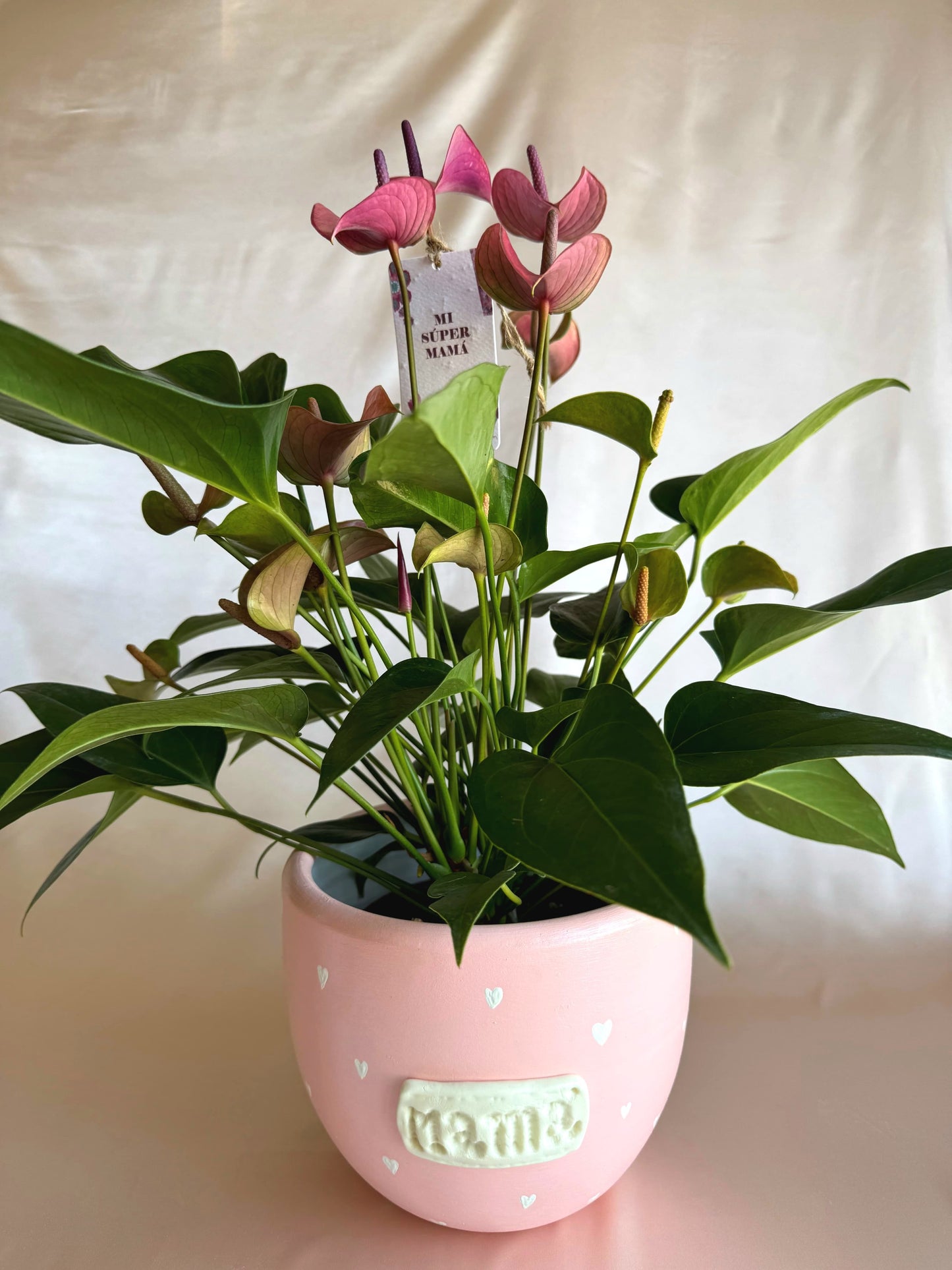 Anturios rosados con pieza Mamá de Macarenomacetas