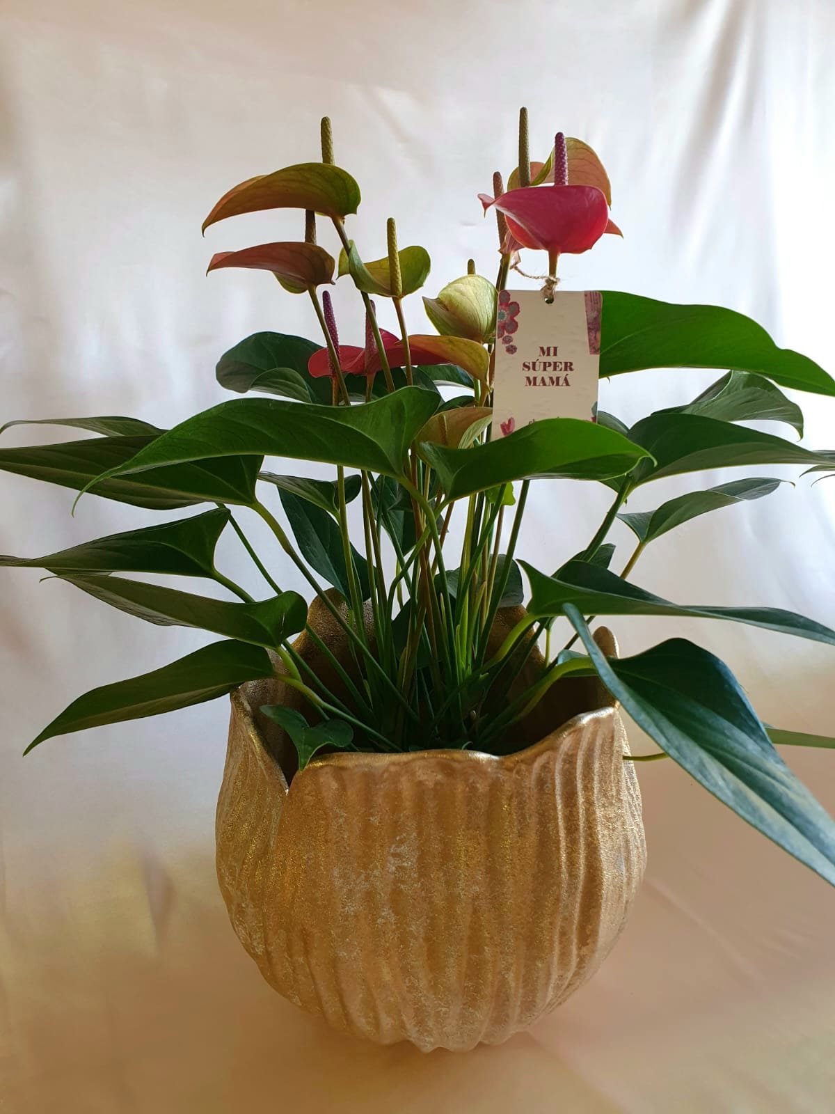 Anturios rosados Mamá con pieza tulipa dorada Tahua pottery