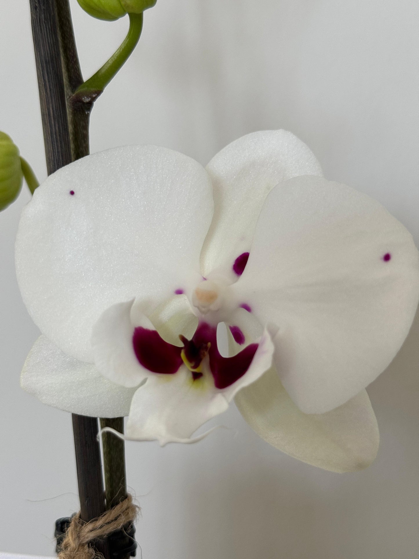 Orquídea Yuraq con pieza Mamá de Macarenomacetas