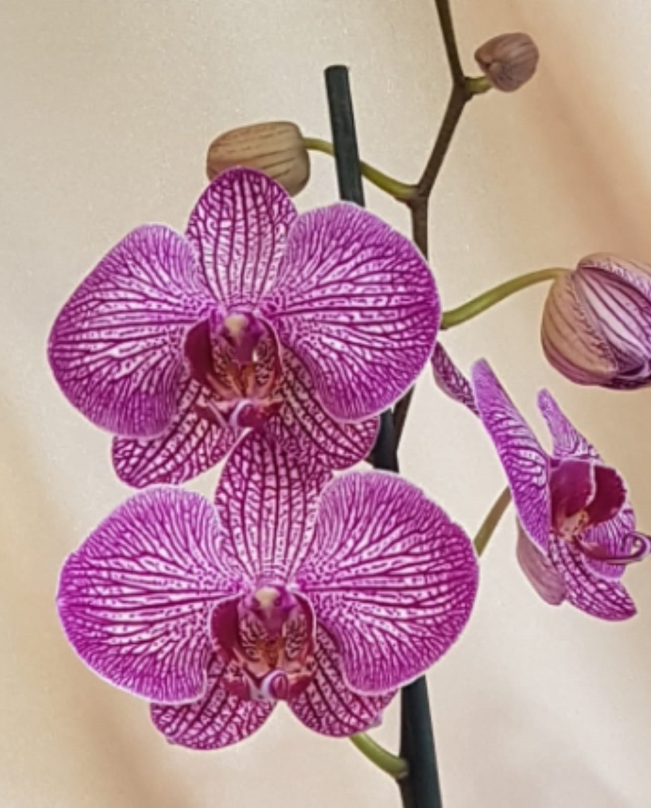 Orquídea Yuraq con pieza Mamá de Macarenomacetas