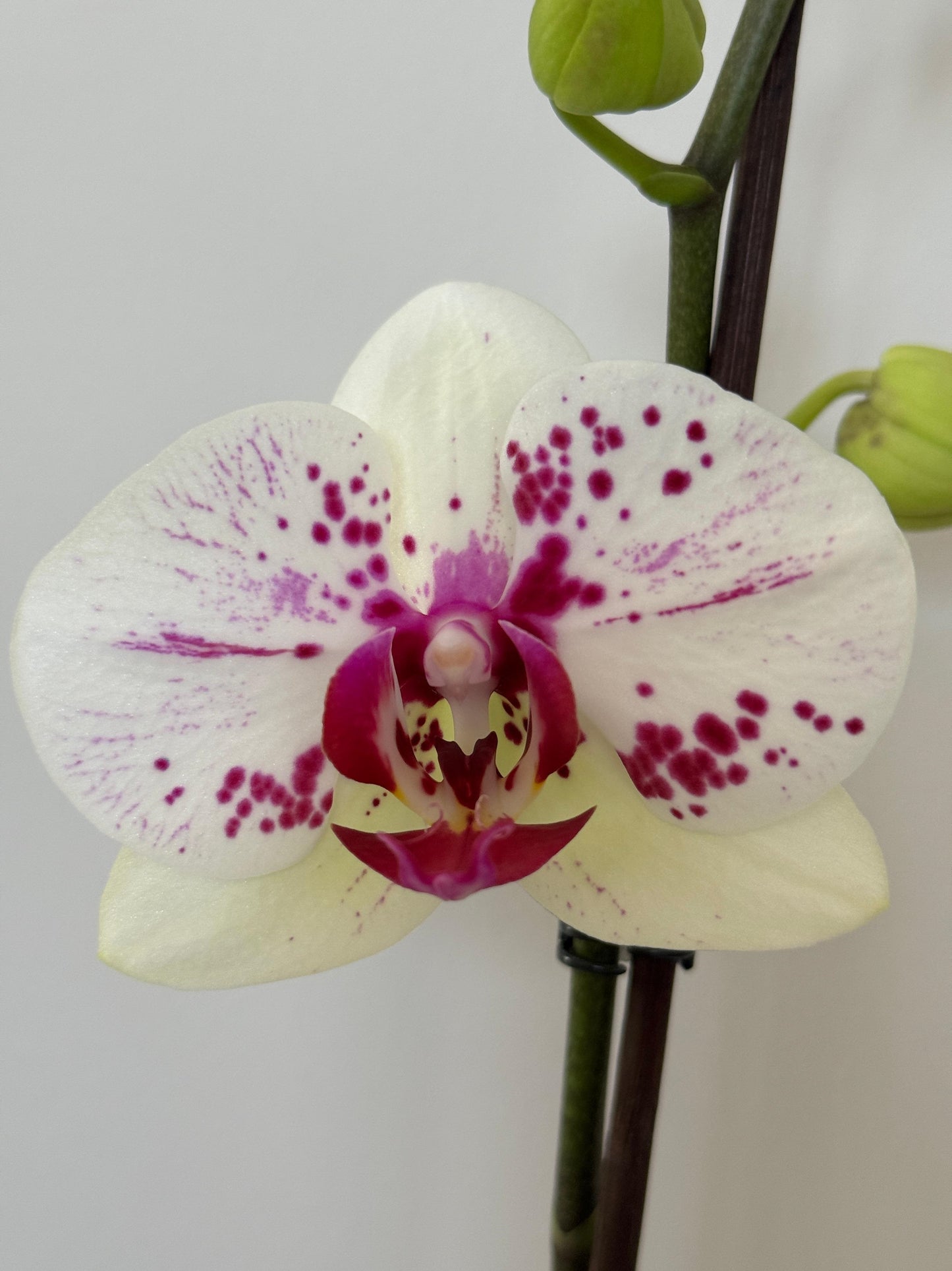 Orquídea Yuraq con pieza Mamá de Macarenomacetas