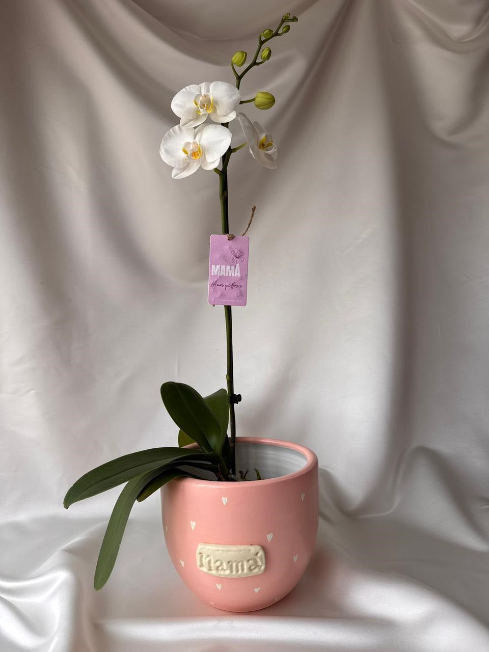Orquídea Yuraq con piezas Mamás | Edición Mamá