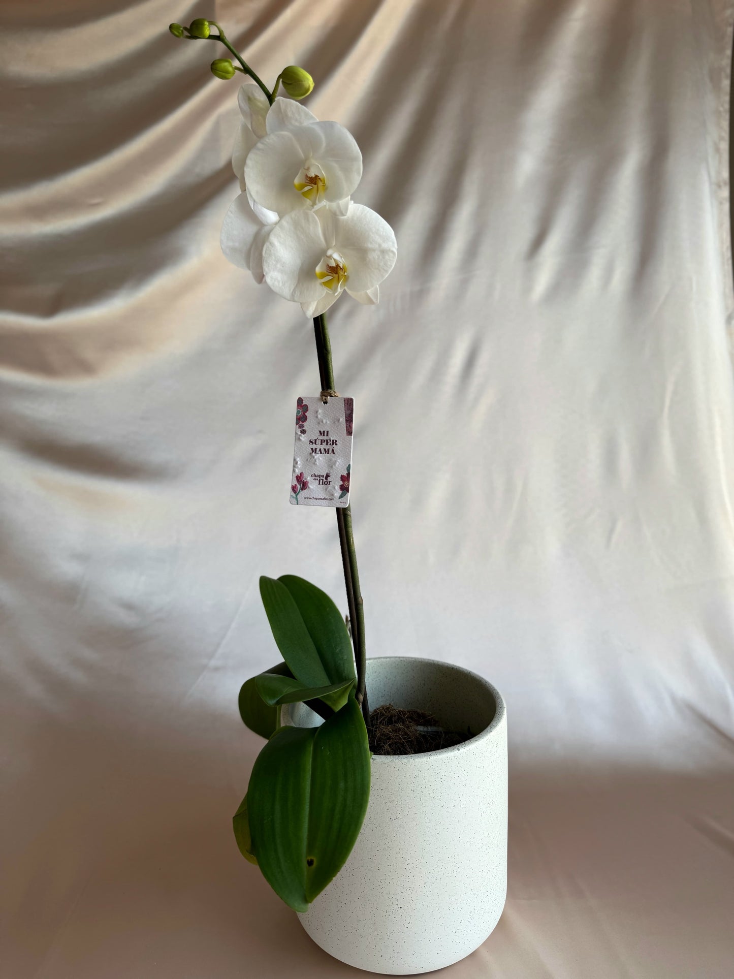 Orquídea Yuraq con pieza blanco terrazo de Tahuapottery