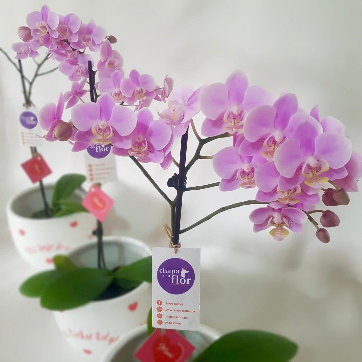 Orquídea Quya