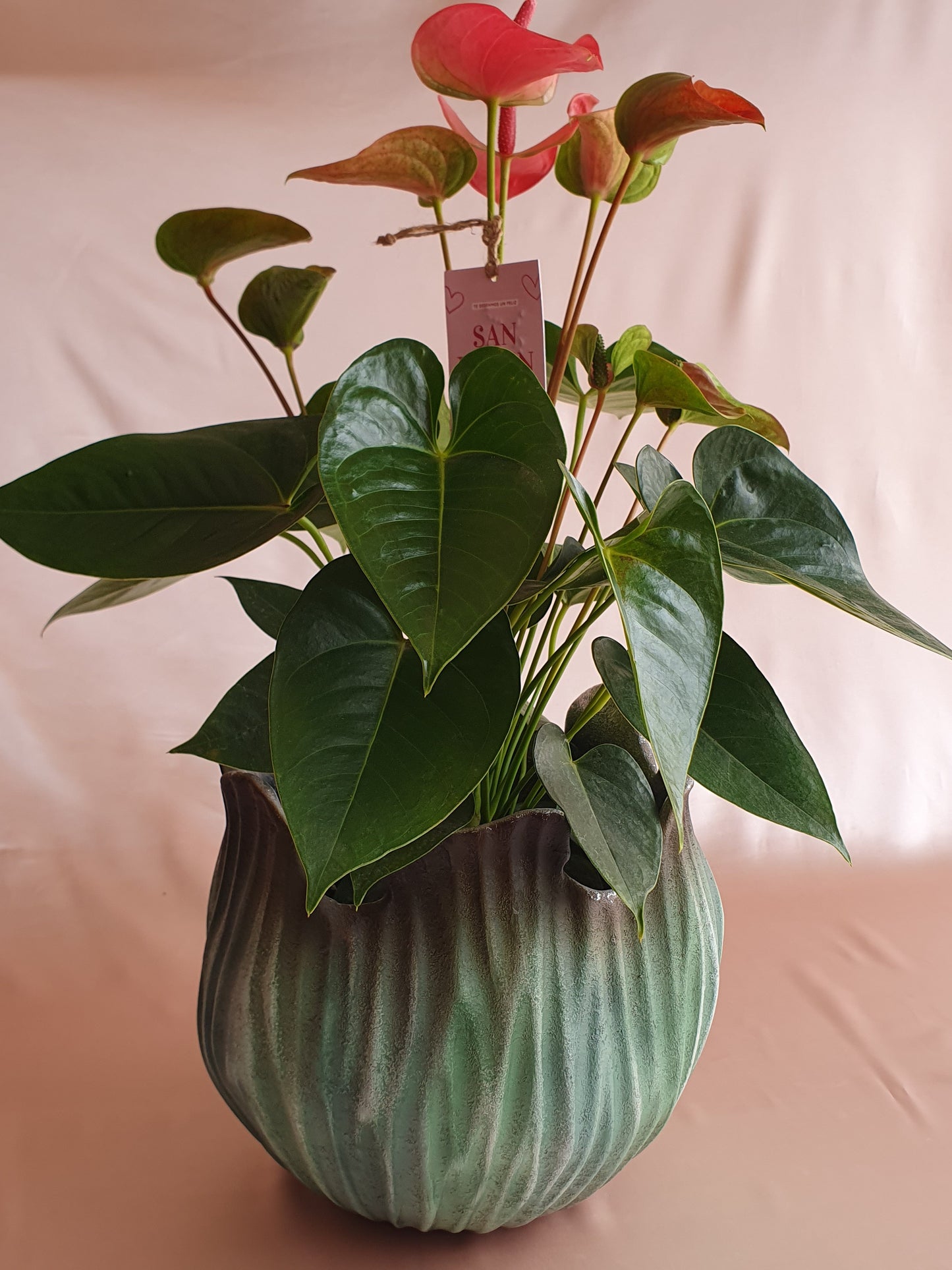Anturios rosado con piezas Tahua pottery