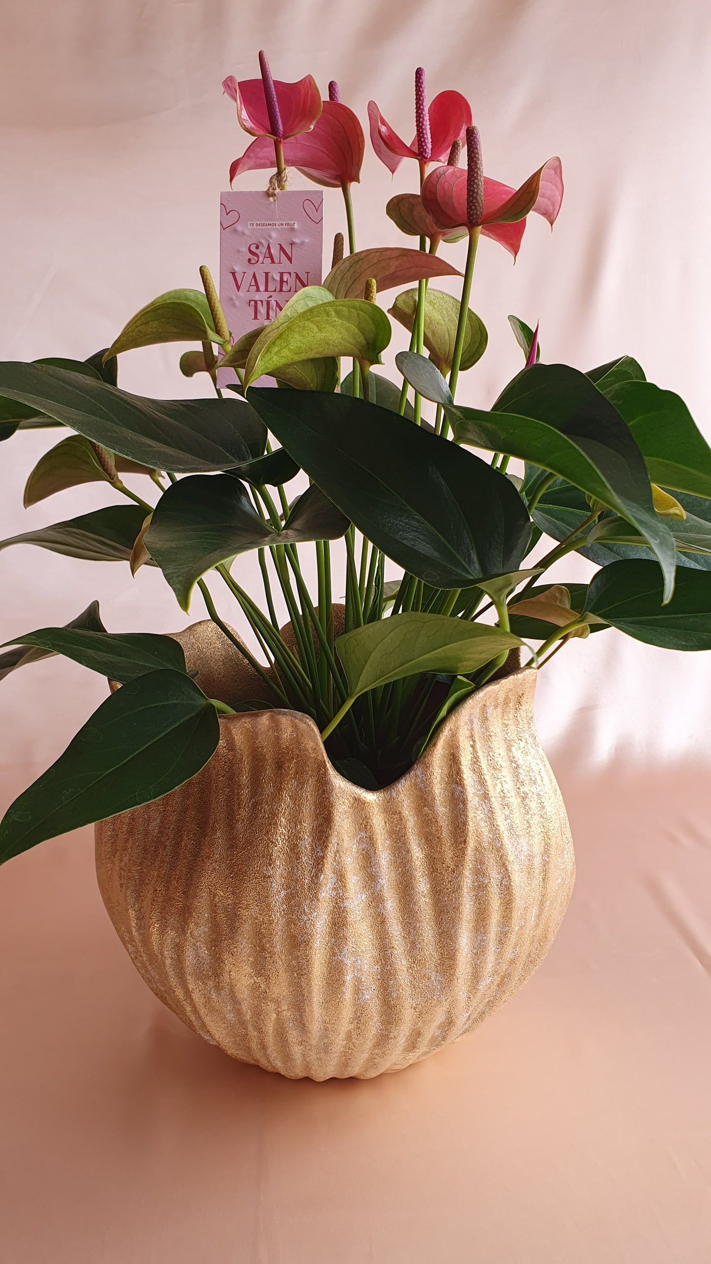 Anturios rosado con piezas Tahua pottery