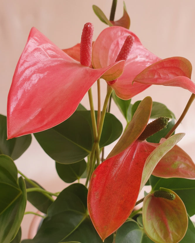 Anturio Rosado en pieza macareno | Edición San Valentín