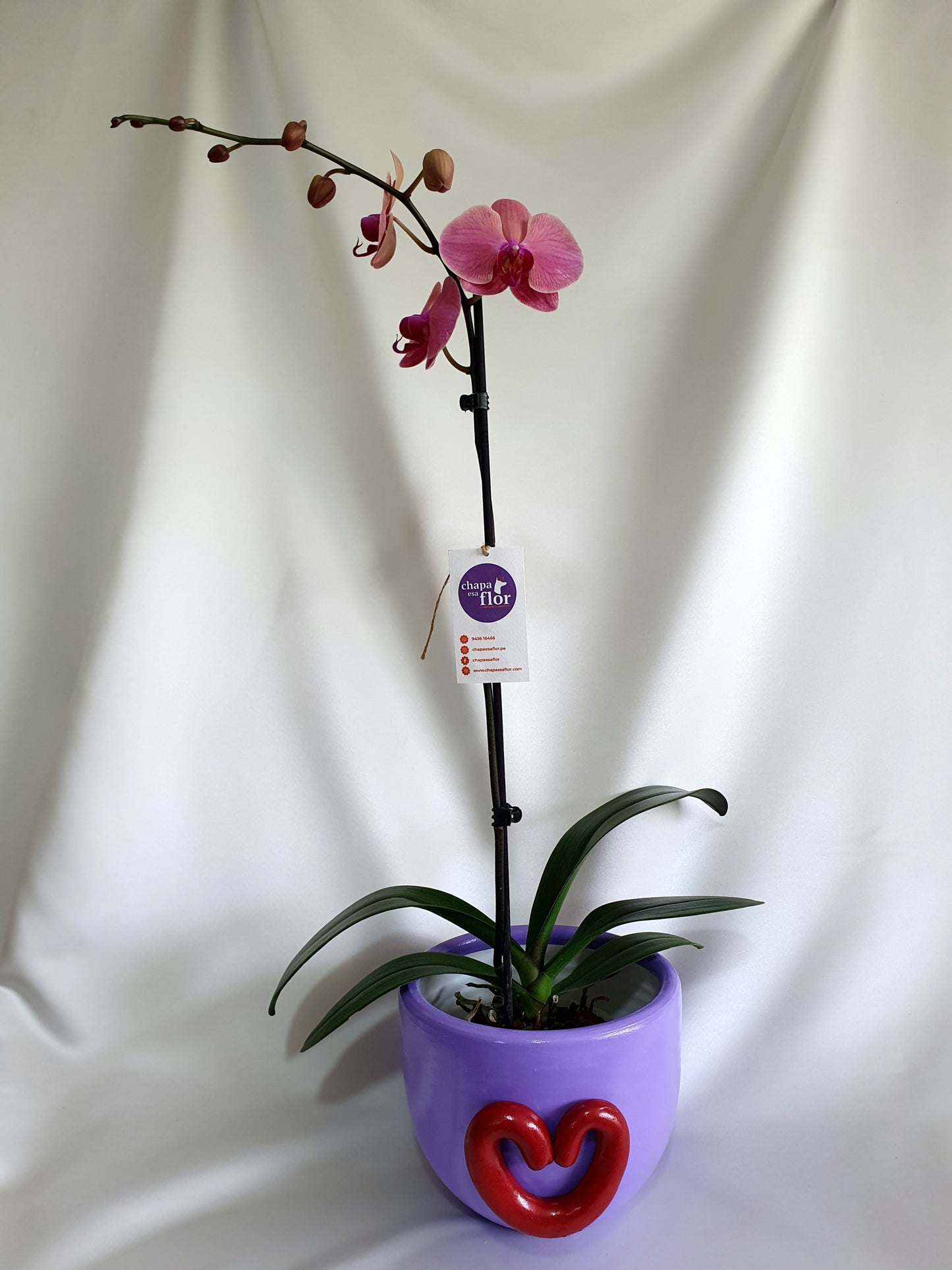 Orquídea Aklla