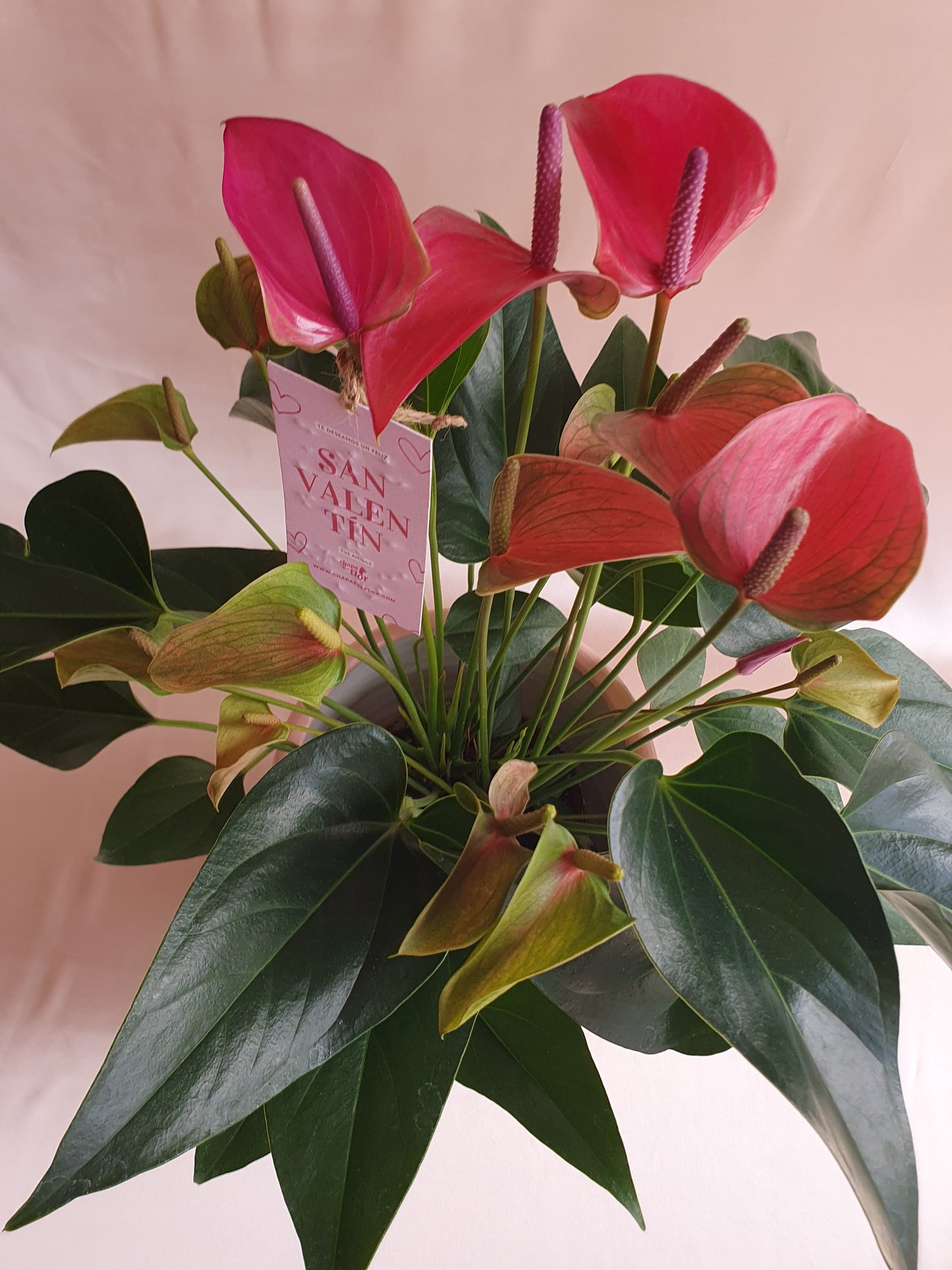 Anturios rosados con piezas Macarenomacetas