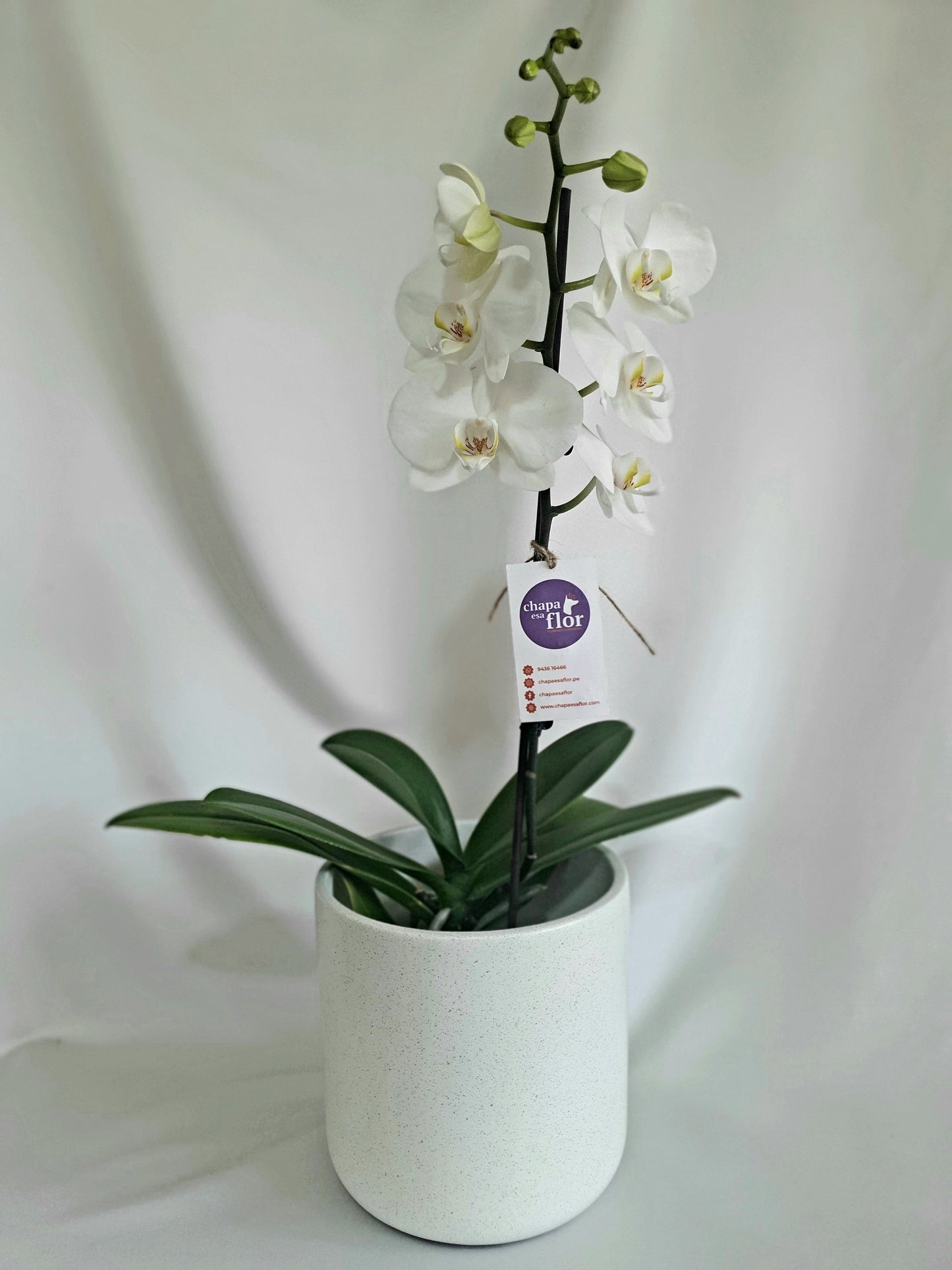 Orquídea Yuraq con pieza Tahuapottery blanco terrazo