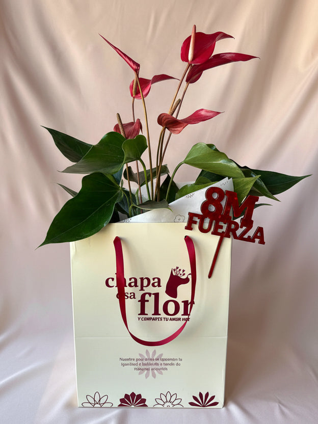 Anturio Rojo banderola en pieza macareno