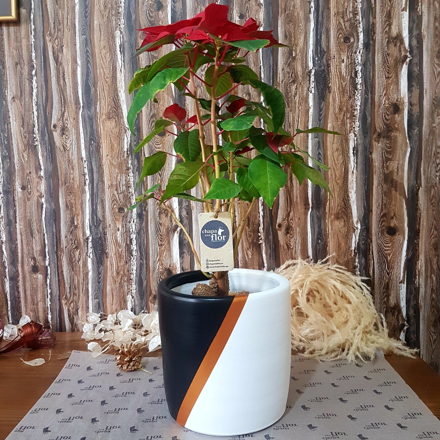 Flor de Nochebuena Rojos