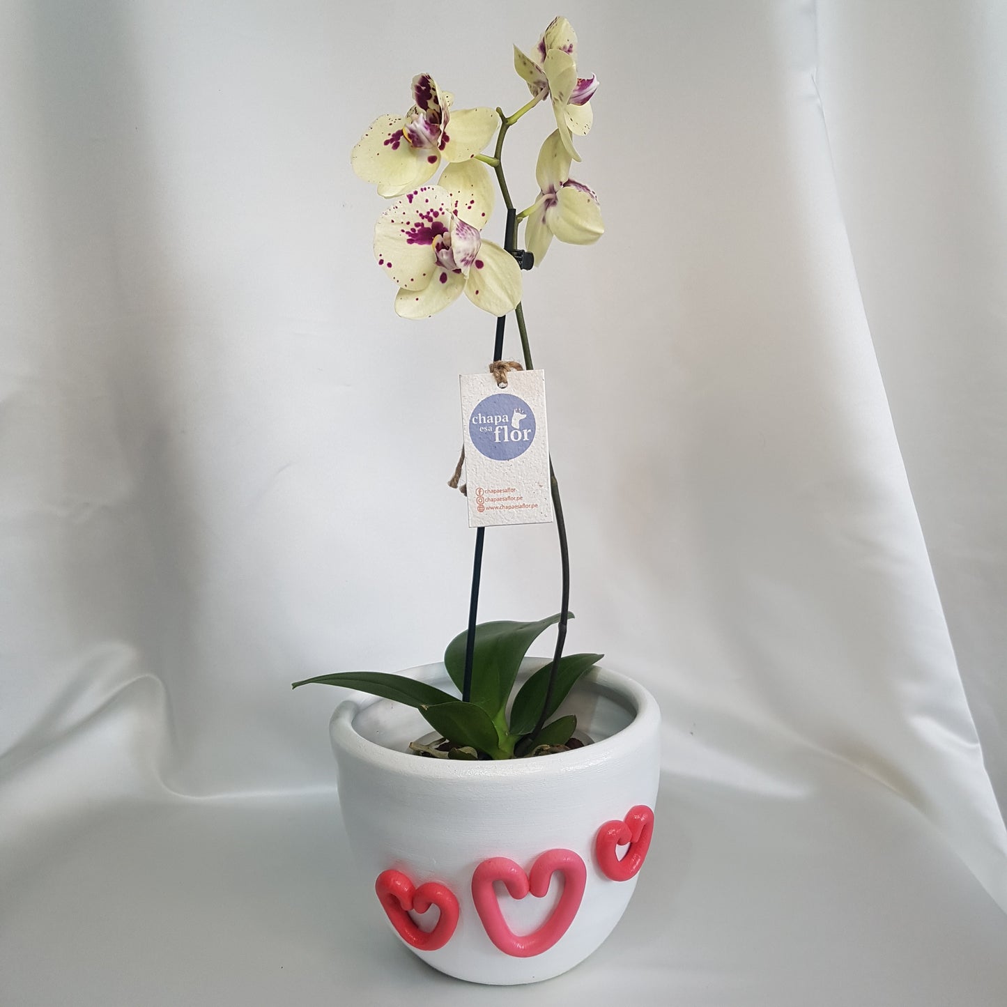 Orquídea Kusikuy