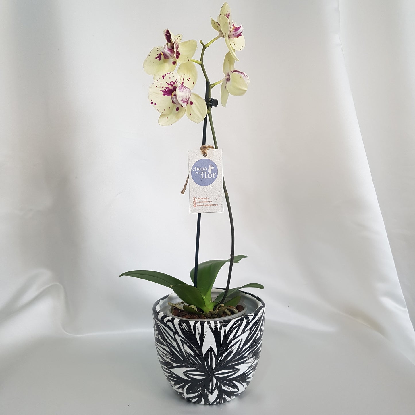 Orquídea Kusikuy