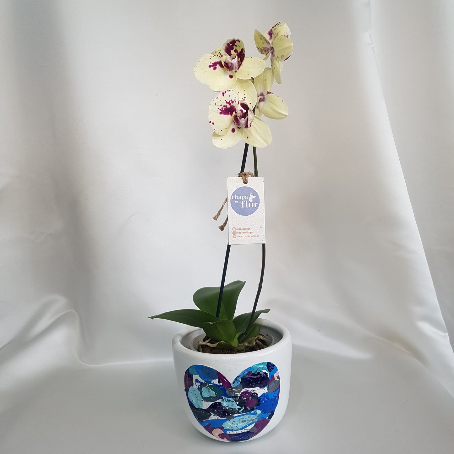 Orquídea Kusikuy