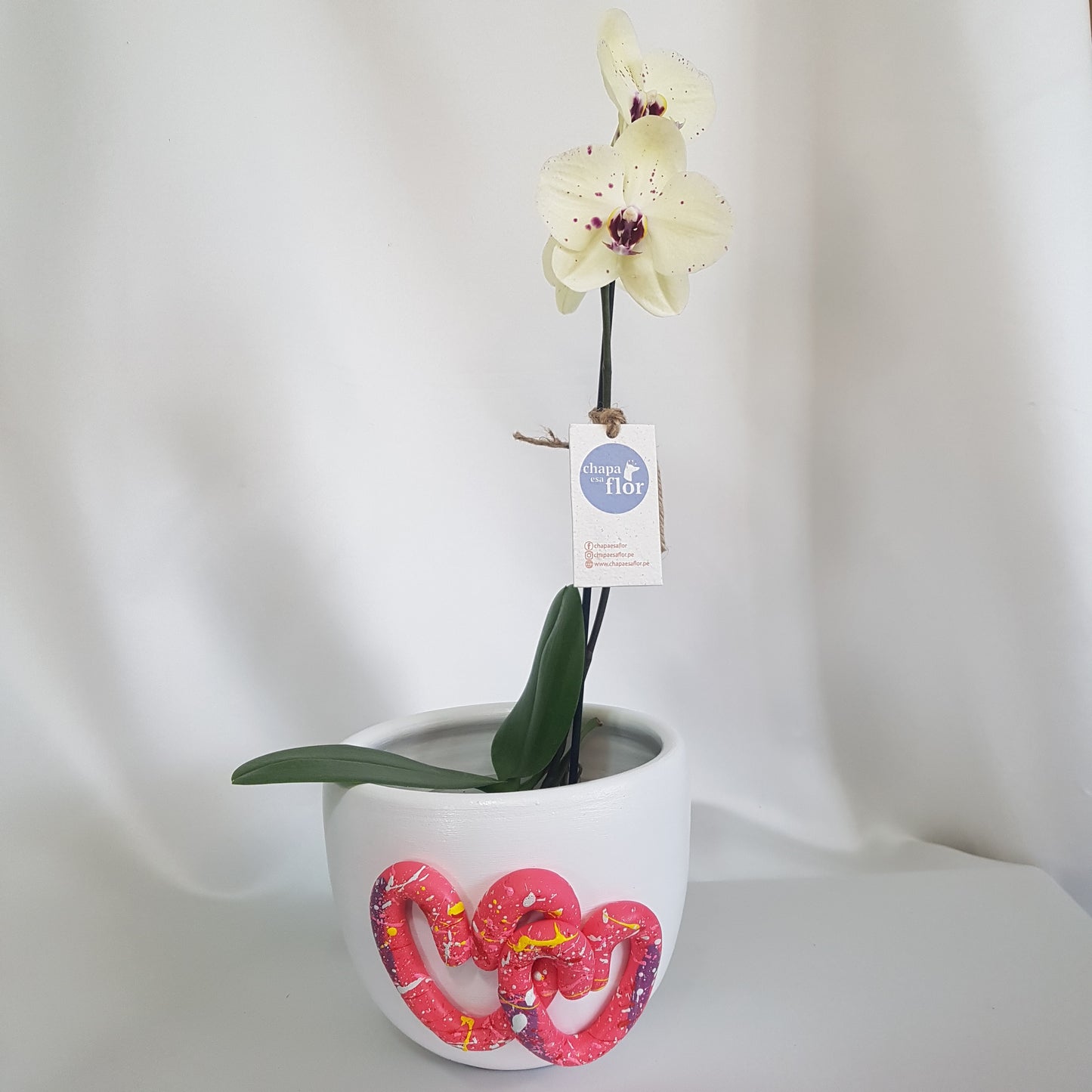 Orquídea Kusikuy