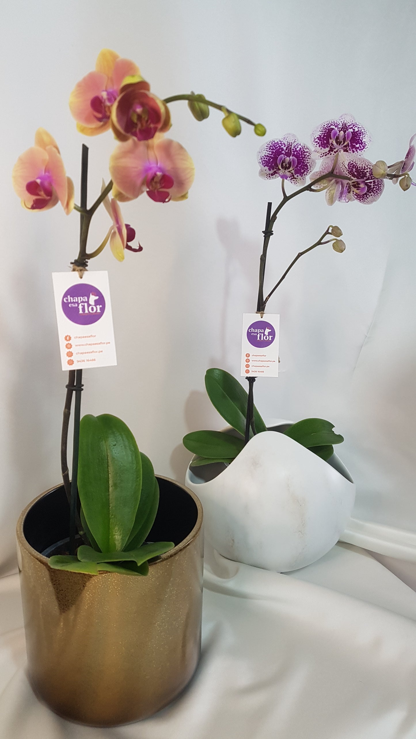 Orquídea Kawsay Base dorada by Tahua
