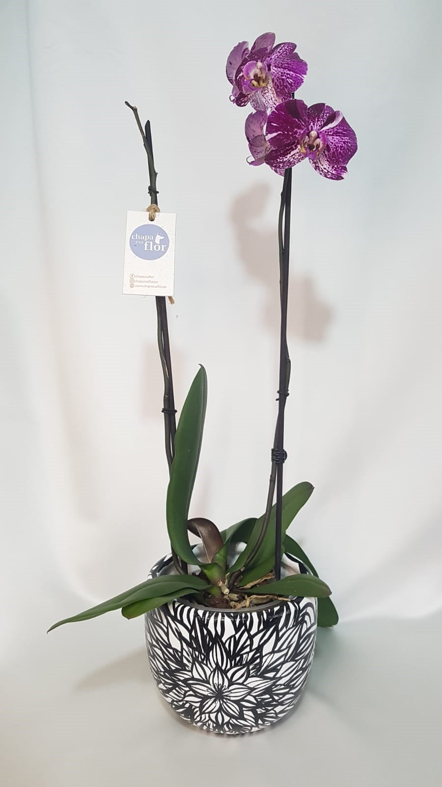 Orquídea Miski 2 varas