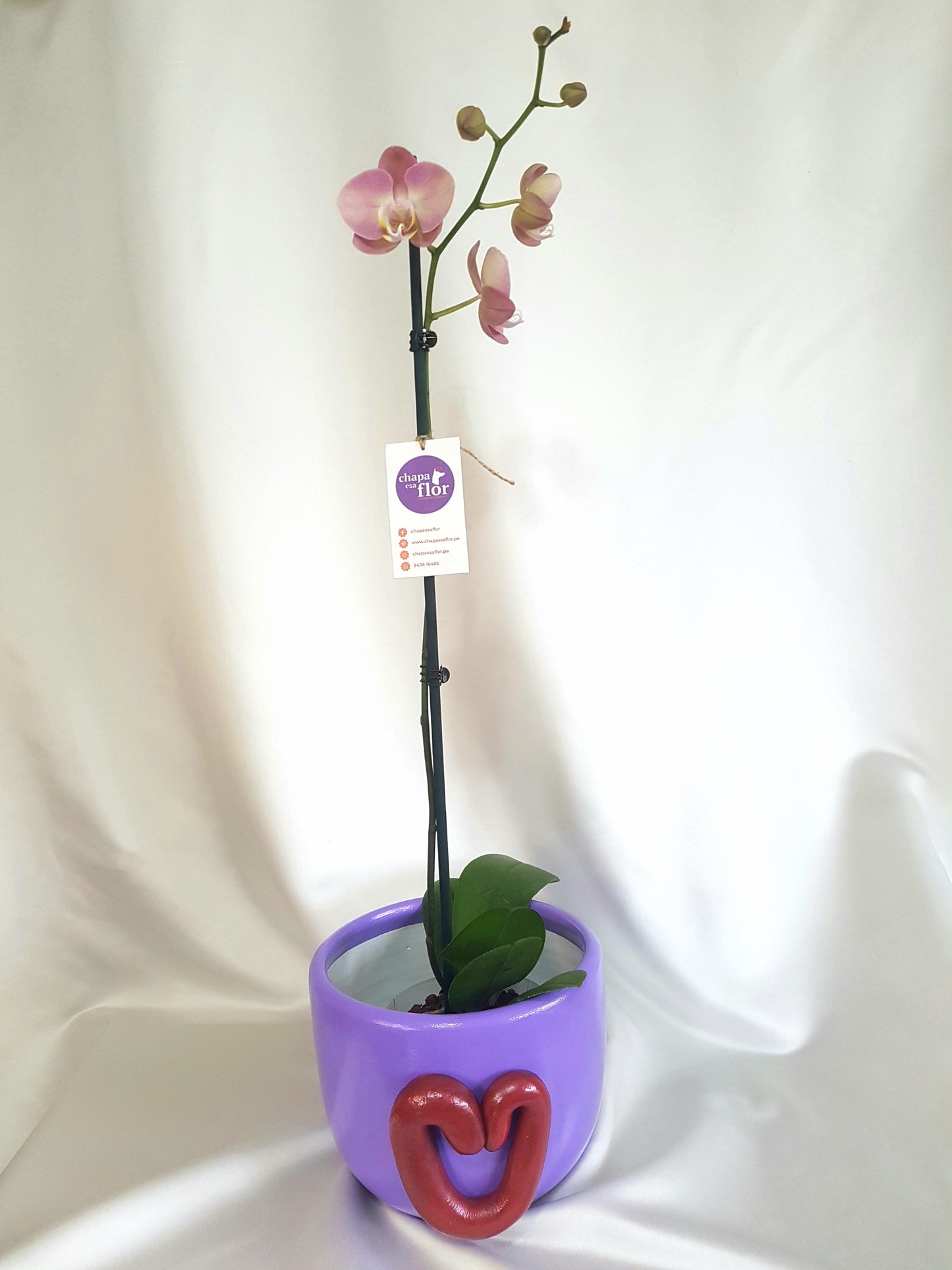Orquídea Allin