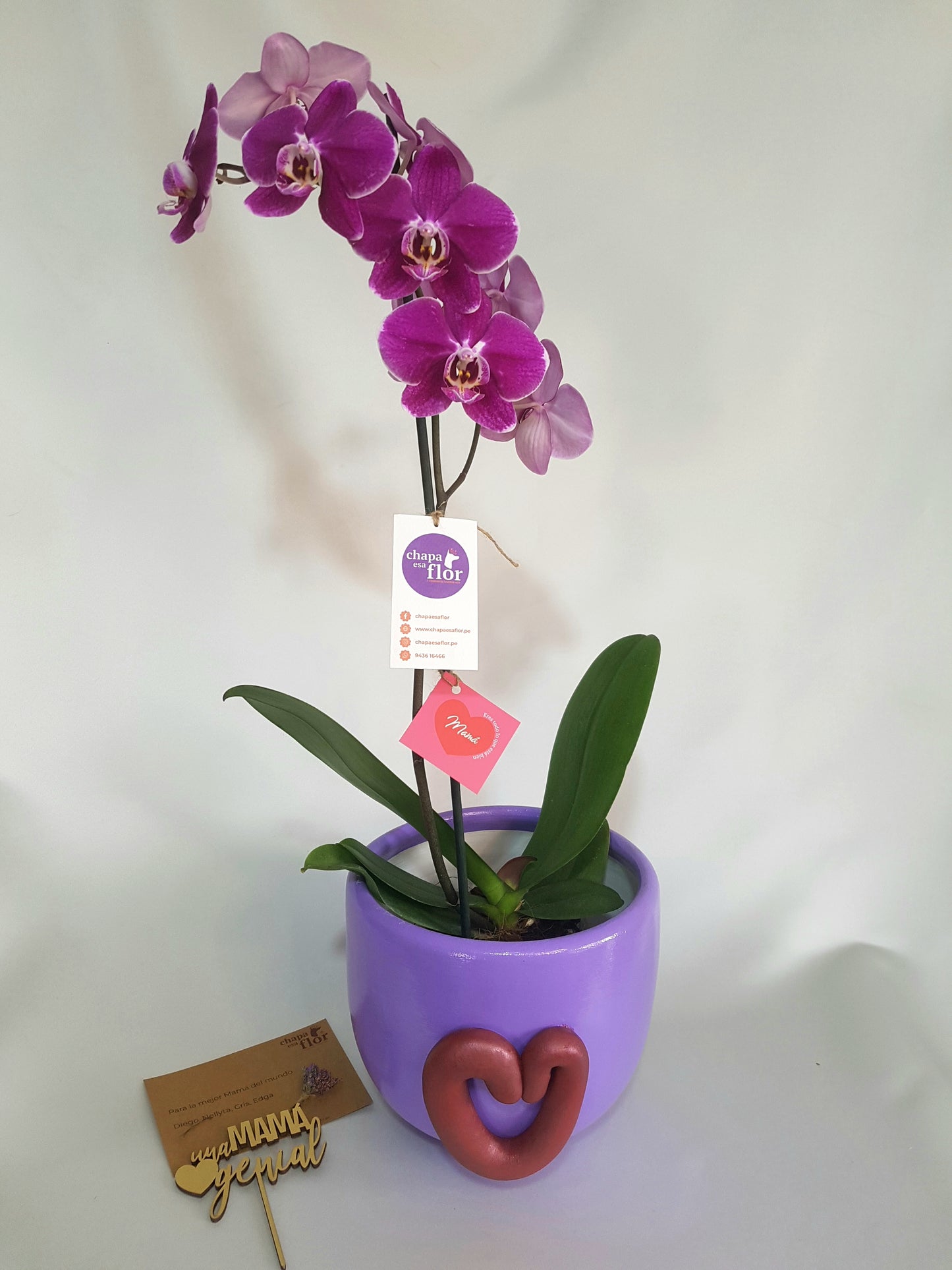 Orquídea Saphi