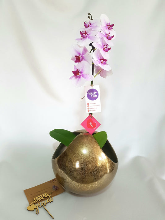 Orquídea Waynakay esfera dorada metalizada