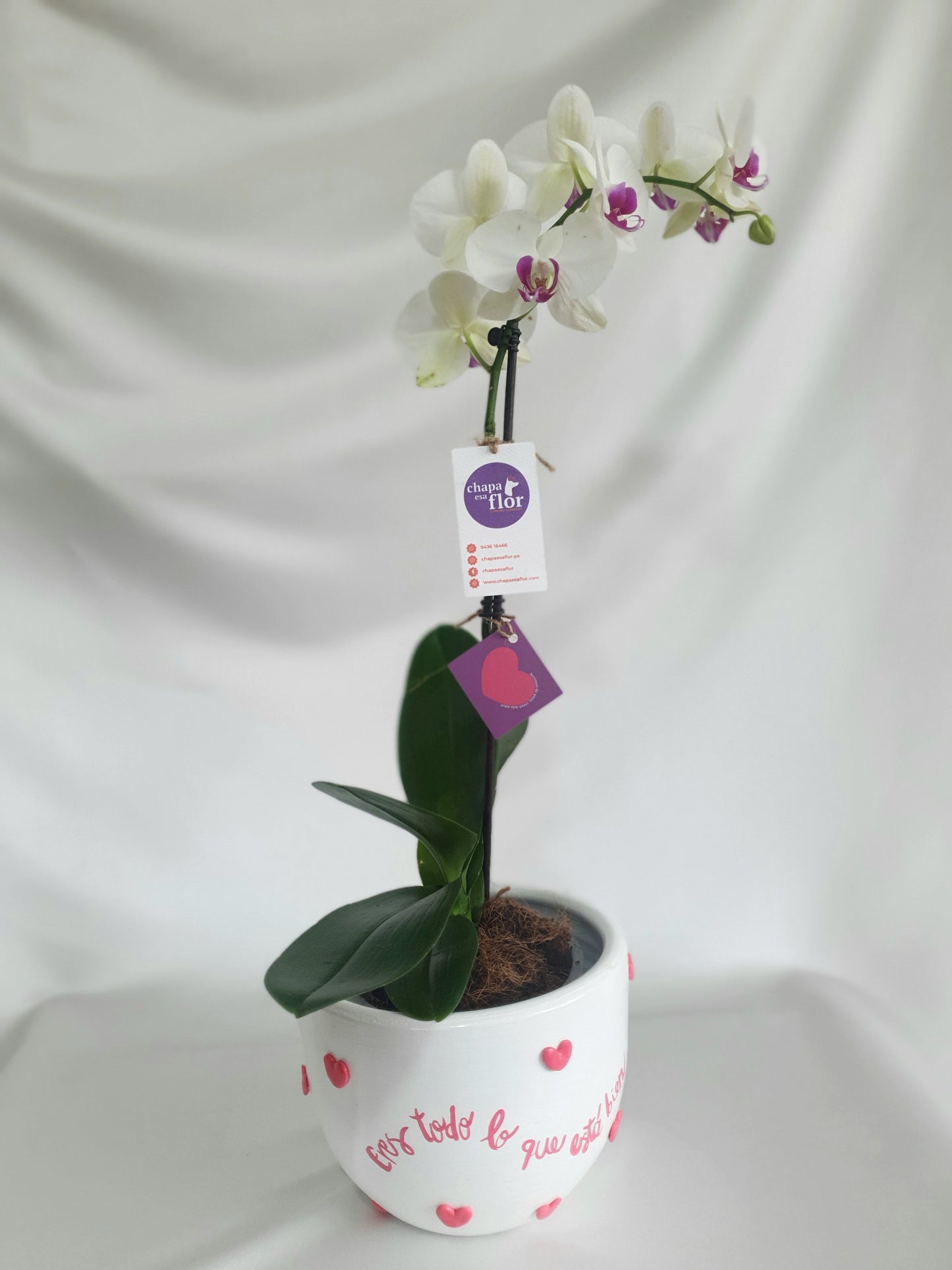 Orquídea Munay con piezas pintadas