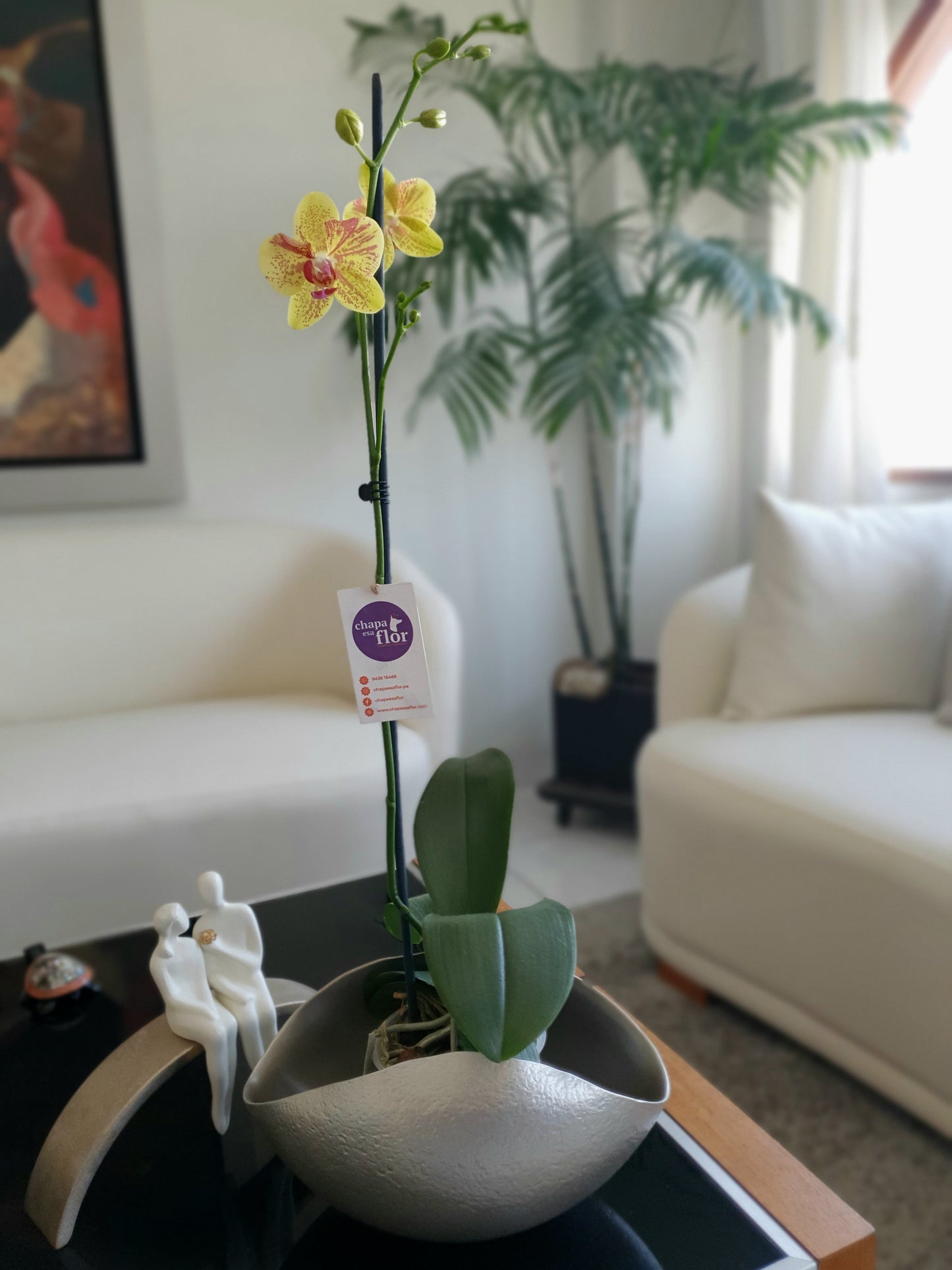 Orquídea Sami pieza cóncava nacarada