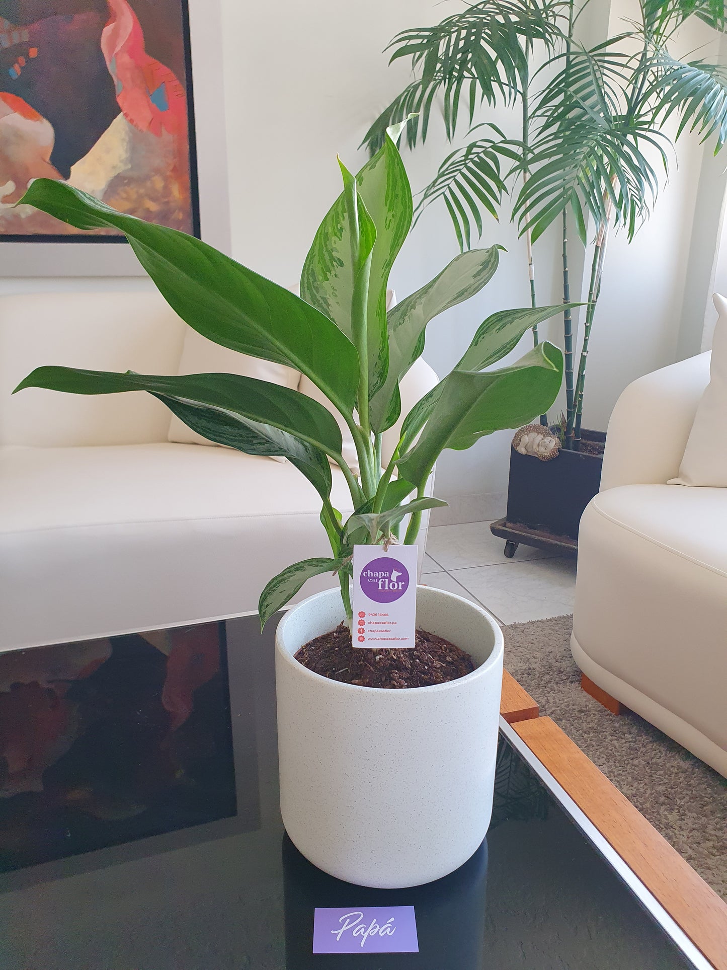 Planta Aglaonema con pieza terrazo de Tahua pottery