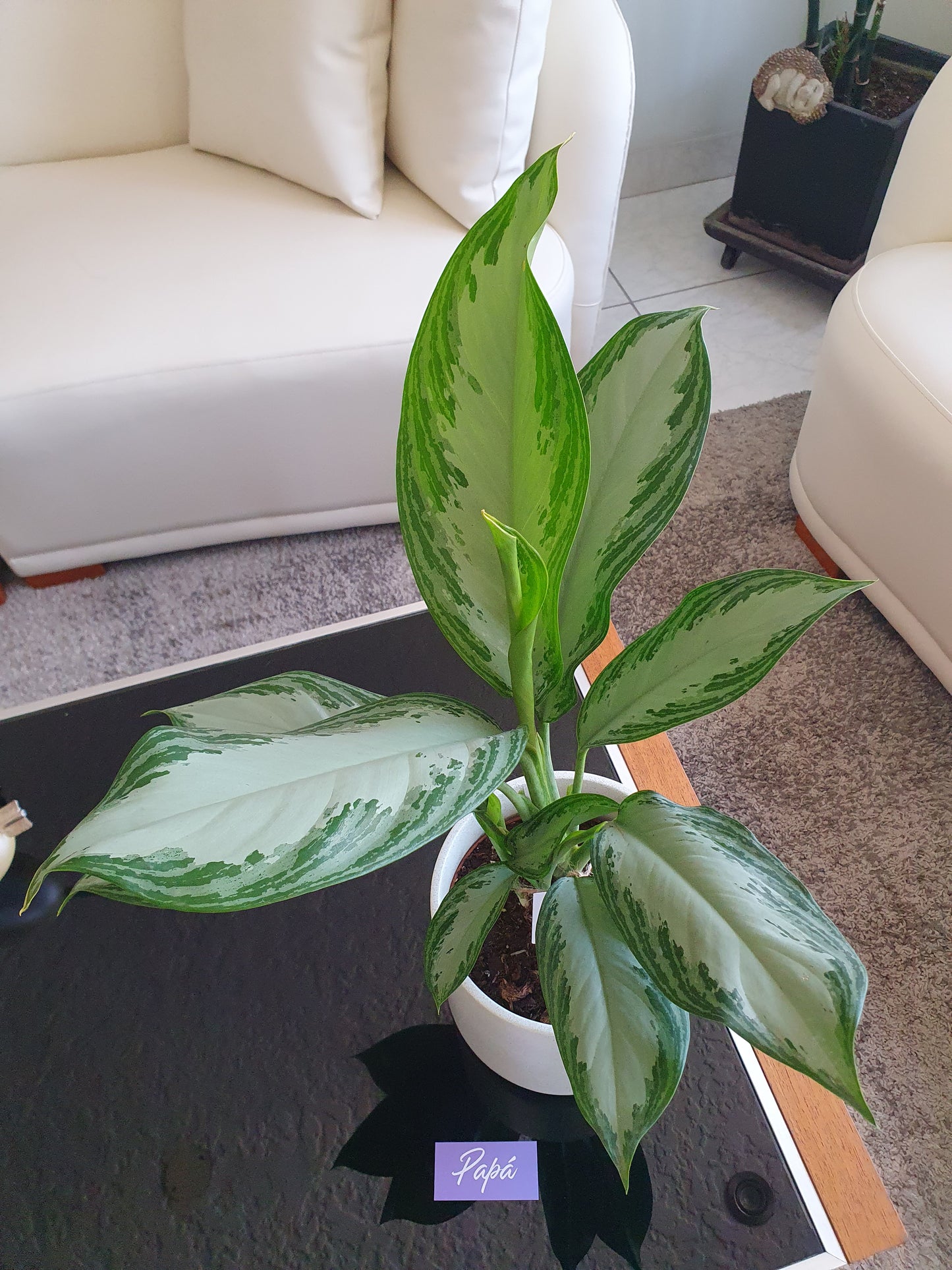 Planta Aglaonema con pieza terrazo de Tahua pottery