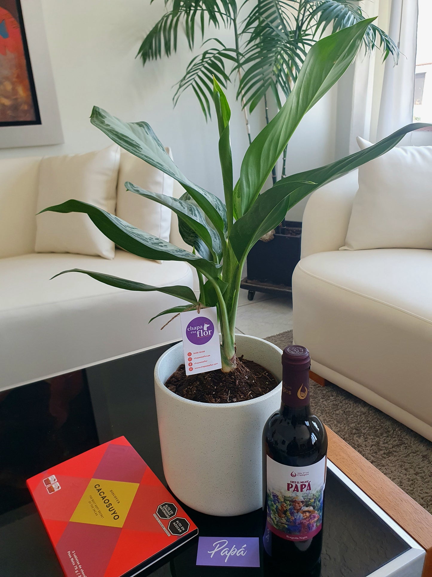 Pack Planta Aglaonema con vino Papá y chocolate