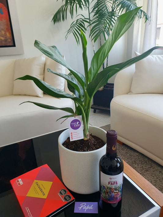 Pack Planta Aglaonema con vino Papá y chocolate