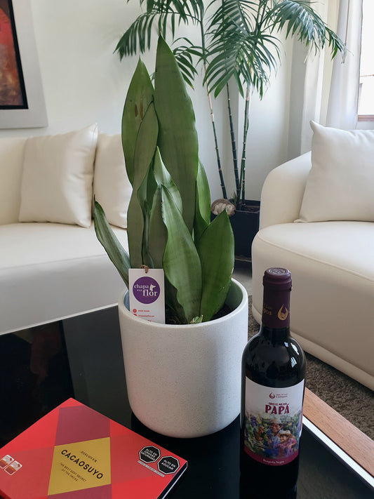 Pack planta Sansevieria con Vino Papá y chocolate