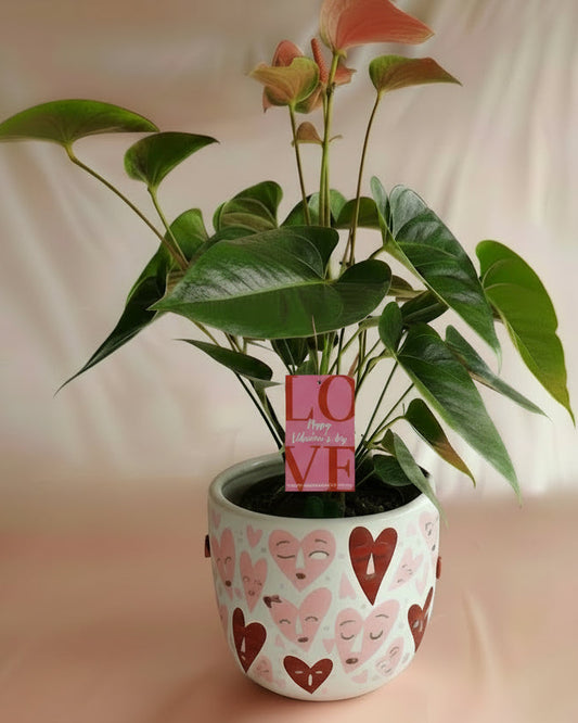 Anturio Rosado en pieza macareno | Edición San Valentín