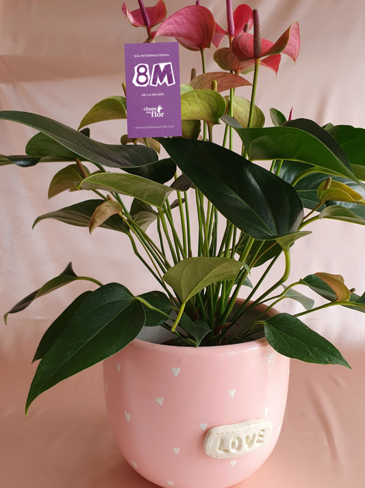 Anturios rosados con piezas Macarenomacetas