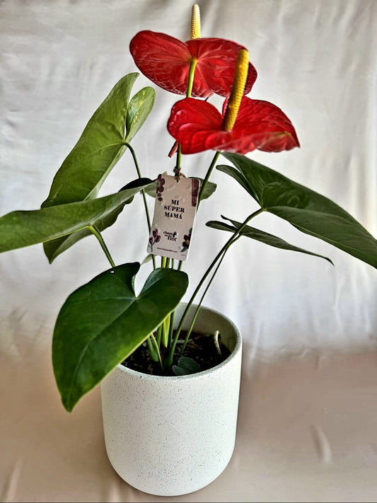 Anturios rojos Mamá con pieza blanco terrazo Tahua pottery