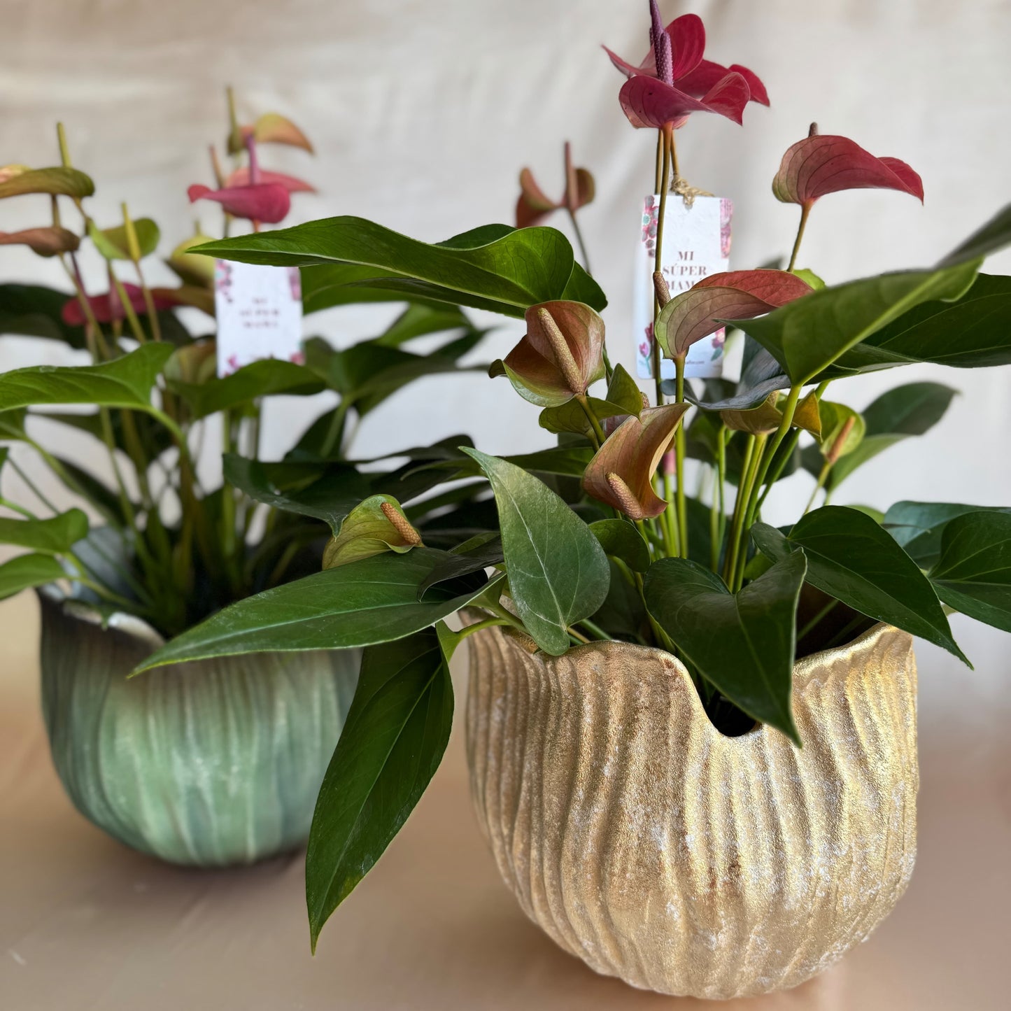 Pieza Porta Orquídeas tulipa