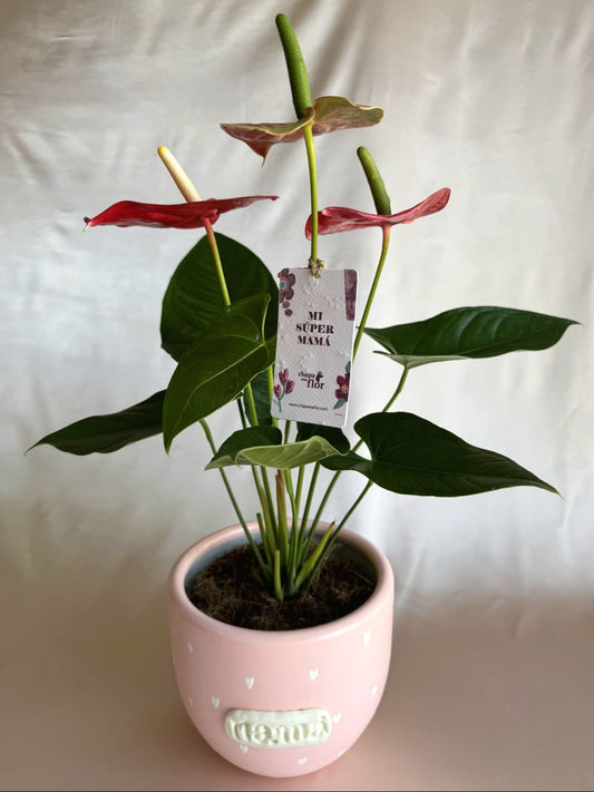 Anturios rojos con pieza Mamá de Macarenomacetas
