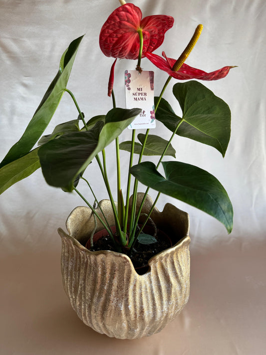 Anturios rojos Mamá con pieza tulipa dorada Tahua pottery