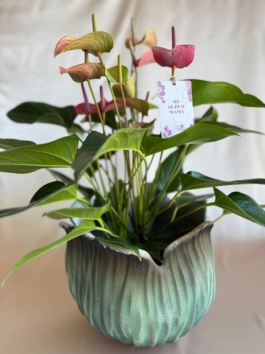 Anturios rosados Mamá con pieza tulipa turquesa Tahua pottery