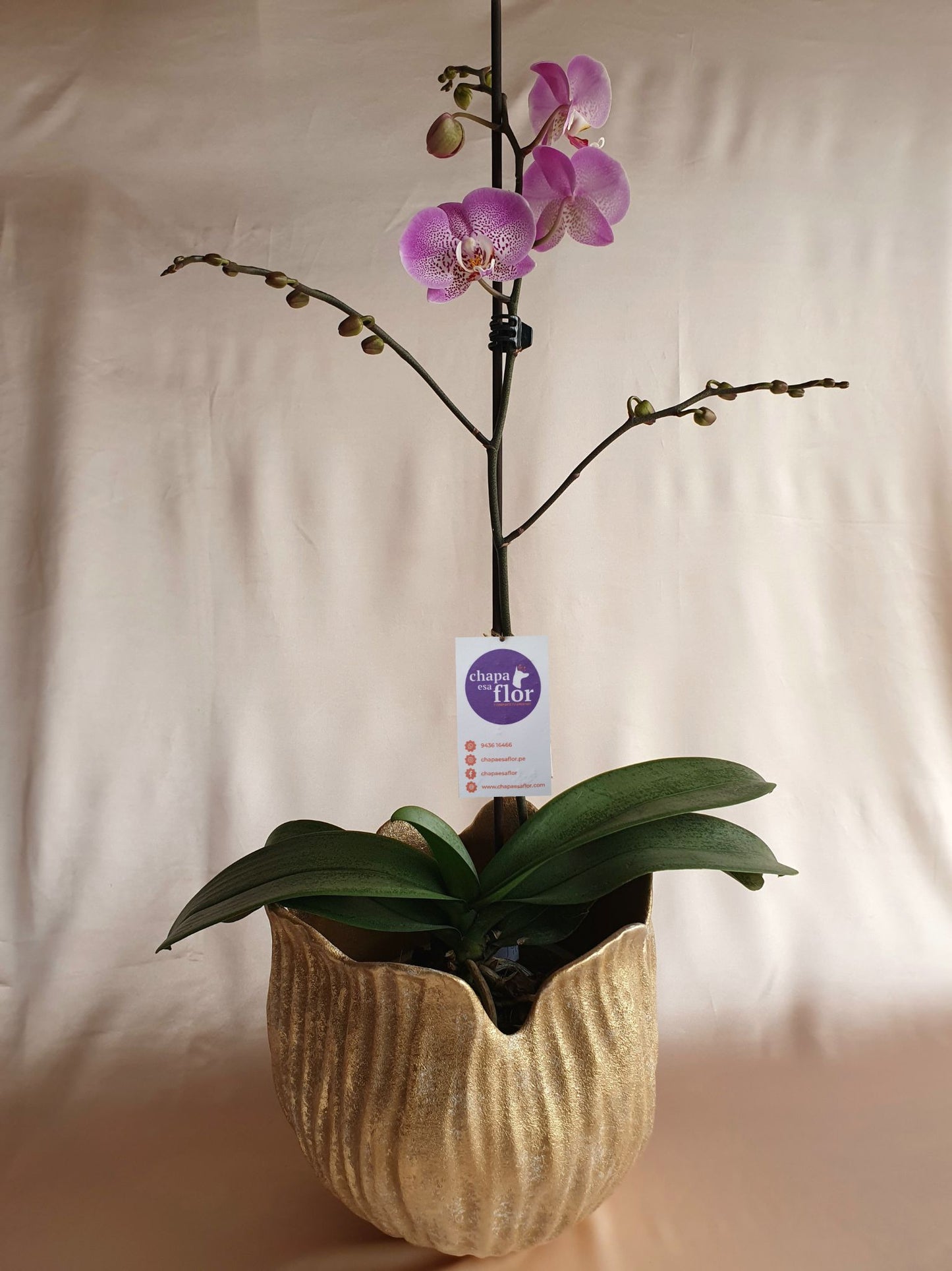 Orquídea Anna con pieza tulipa Tahuapottery