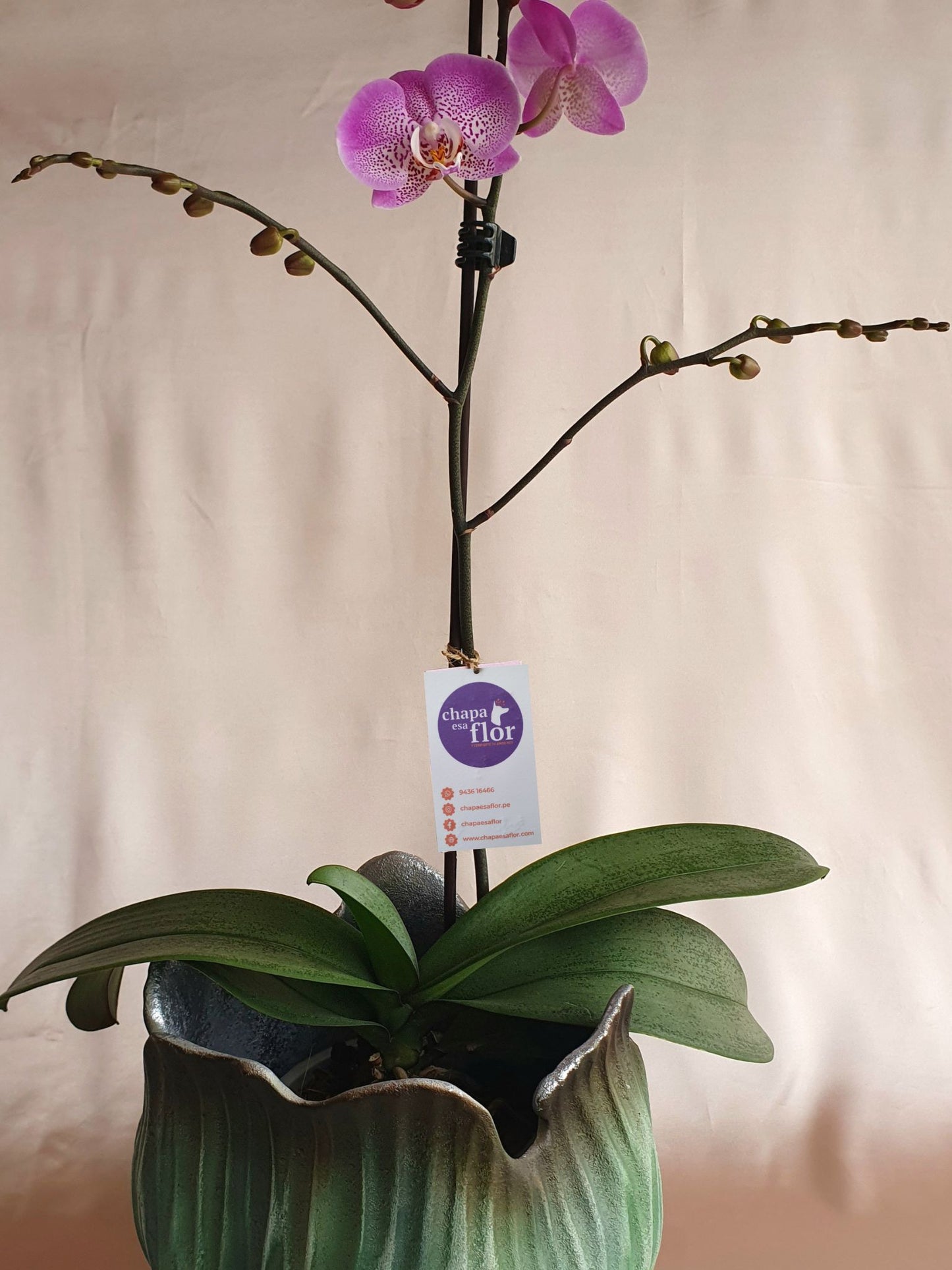 Orquídea Anna con pieza tulipa Tahuapottery