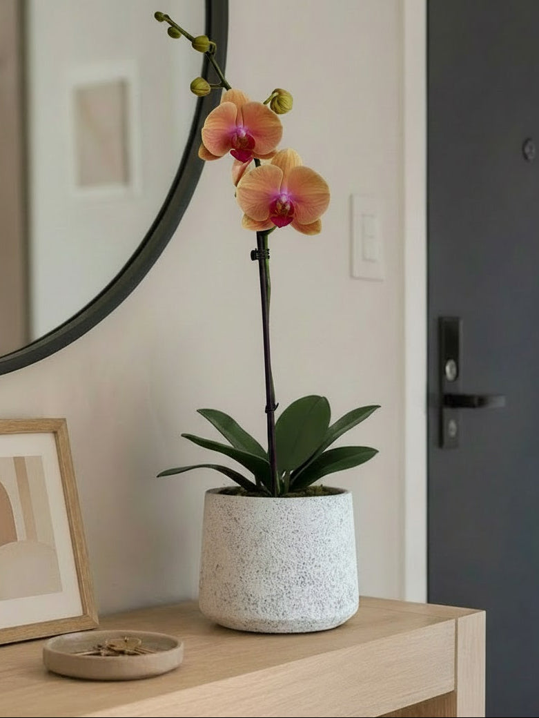 Orquídea Kawsay pieza blanca textura porosa
