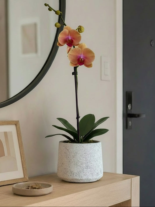 Orquídea Kawsay pieza blanca textura porosa