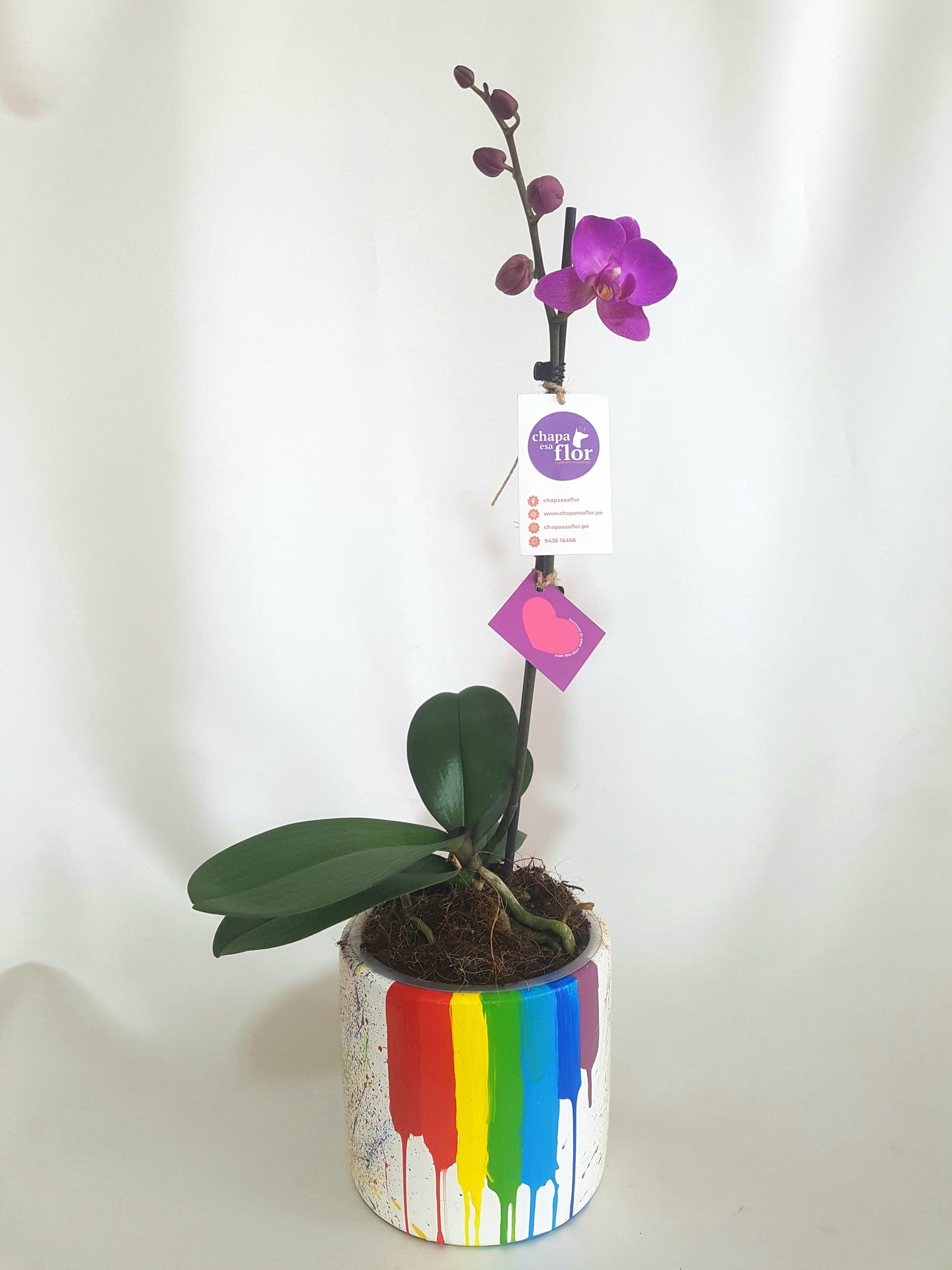 Orquídea Kulli con piezas pintadas