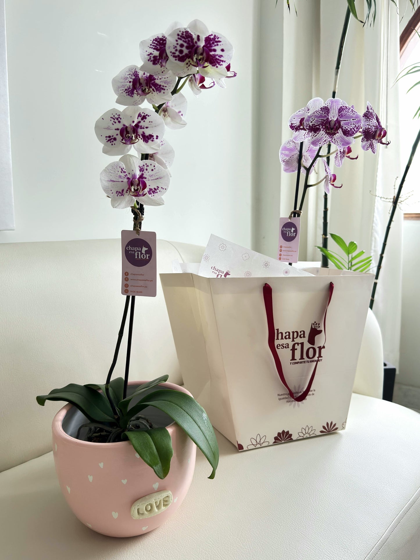 Orquídea Miski con pieza macareno LOVE