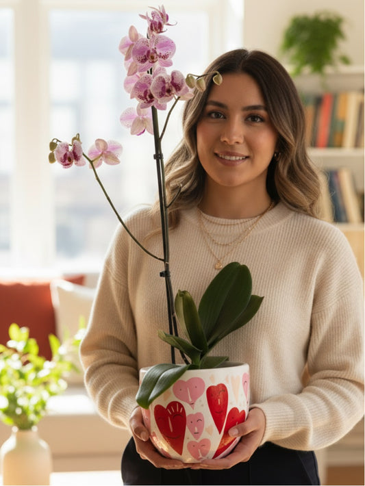 Orquídea Miski con pieza multicorazones animados