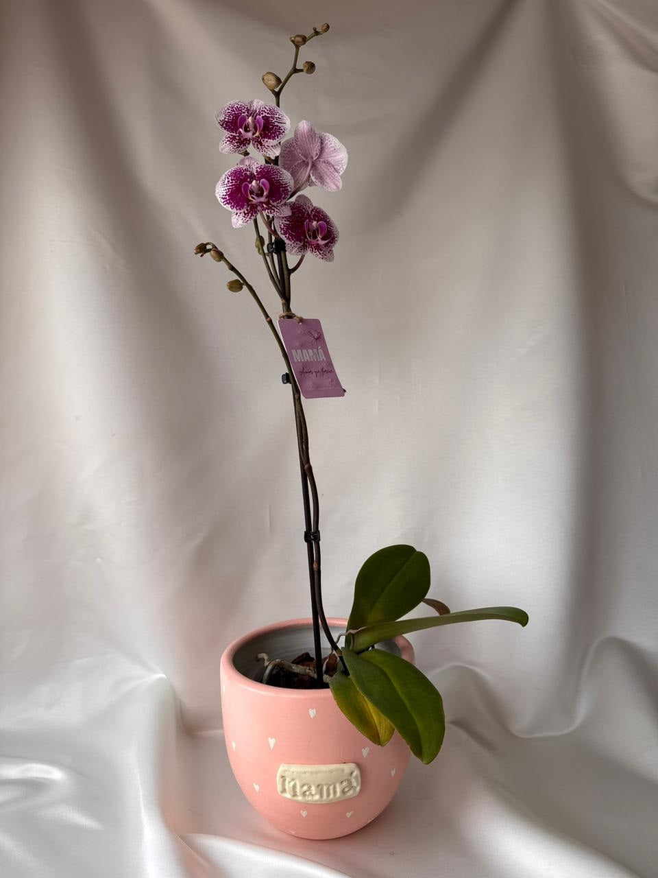 Orquídea Miski con piezas Mamás | Edición Mamá
