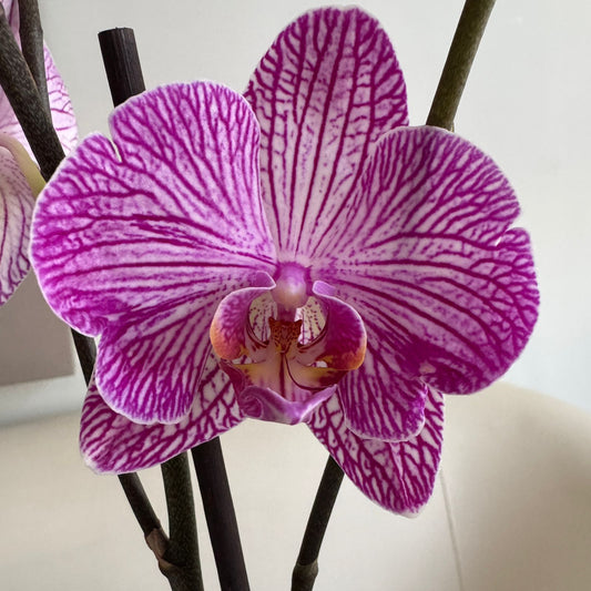 Orquídea Qispi Kay con pieza macareno multicorazones rojos